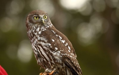 uploads/news/2019/12/merawat-burung-hantu-76742c9556582ee_400.jpg