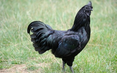 uploads/news/2019/12/misteri-asal-usul-ayam-cemani-43782e45336c47c_400.jpg
