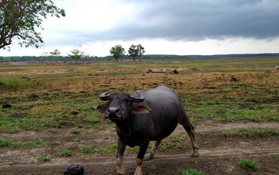 uploads/news/2019/12/mudahnya-mengurus-kerbau-pampangan--90024ea31cd1cbe_400.jpg
