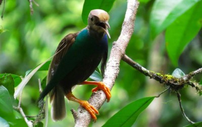 uploads/news/2019/12/nyanyian-bidadari-di-halmahera-992214e9f2de204_400.jpg