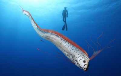 uploads/news/2019/12/oarfish-ikan-penanda-gempa--15533e538173b1c_400.jpg