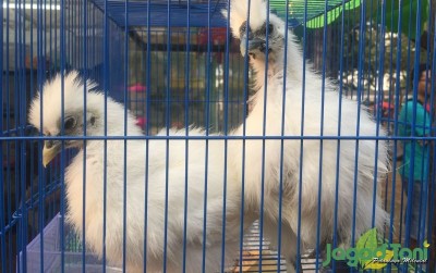 uploads/news/2019/12/silkie-ayam-bernilai-jutaan-354812b34dead79_400.jpeg