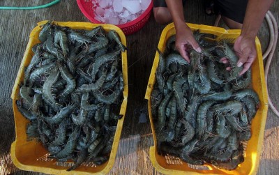 uploads/news/2019/12/sulsel-gencar-membangkitkan-udang-65671c861687109_400.jpg