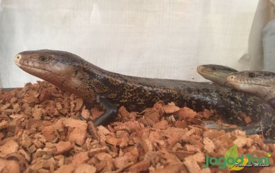 uploads/news/2019/12/ternak-biawak-hobi-yang-29004a5389fc971_400.png