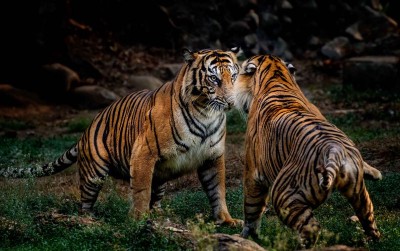 uploads/news/2019/12/teror-harimau-sumatra-ancam-950720bb328dd1e_400.jpg