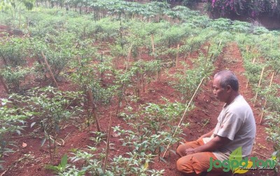 uploads/news/2019/12/urban-farming-kebanggaan-warga-93160de7ffcf686_400.jpeg