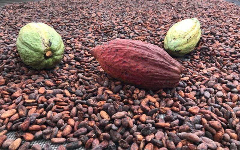 uploads/news/2019/12/waspada-penyakit-busuk-buah-993425d54cddf0a.jpeg