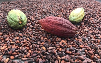 uploads/news/2019/12/waspada-penyakit-busuk-buah-993425d54cddf0a_400.jpeg