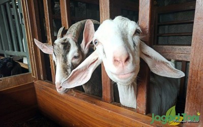 uploads/news/2020/01/asal-usul-kambing-etawa-22088aa1bfc8ef8_400.jpeg