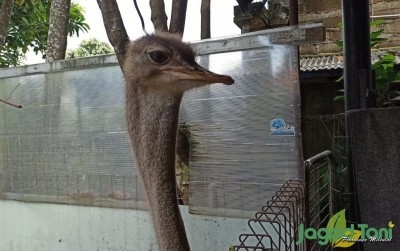 uploads/news/2020/01/berkenalan-dengan-burung-unta-4976213a24d006b_400.jpeg