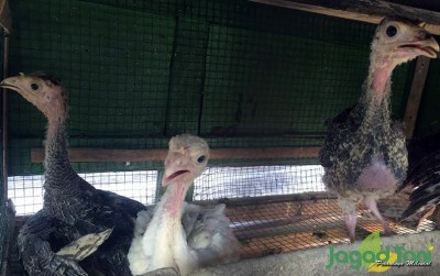 uploads/news/2020/01/beternak-ayam-besar-kalkun-9180132974c3f03_400.jpeg