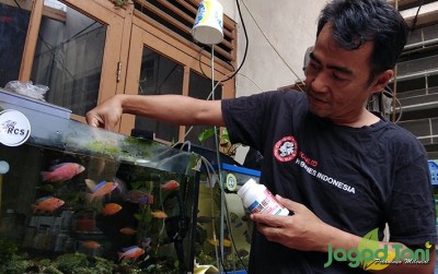 uploads/news/2020/01/bisnis-progresif-ikan-cichlid-3387438874fa44f_400.jpg