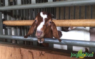 uploads/news/2020/01/boer-kambing-kekar-asal-937239a3b313dd9_400.jpeg