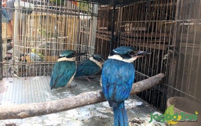 uploads/news/2020/01/cantiknya-burung-tengkek-buto-777344afc863692_400.jpeg