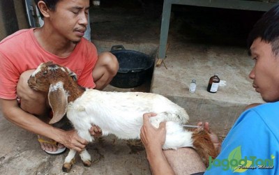 uploads/news/2020/01/cara-alami-atasi-penyakit-618956e231828f8_400.jpeg