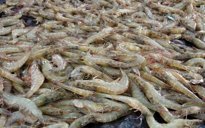 uploads/news/2020/01/geliat-udang-vaname-79006c812ac30a1_400.jpg