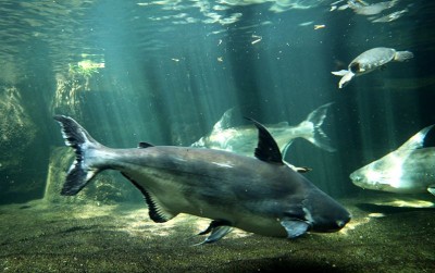 uploads/news/2020/01/ikan-patin-primadona-ekspor-676950a9e050649_400.jpg