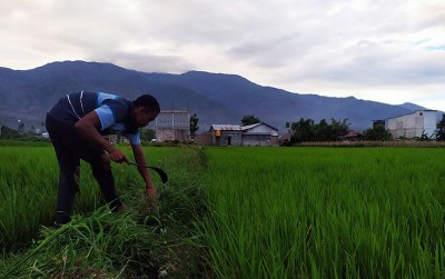 uploads/news/2020/01/jajar-legowo-atasi-keterbatasan-435129213bc4999_400.jpg