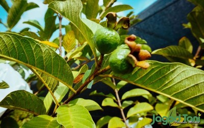uploads/news/2020/01/kilauan-jambu-kristal-tanpa-723844d1b1da77b_400.jpg