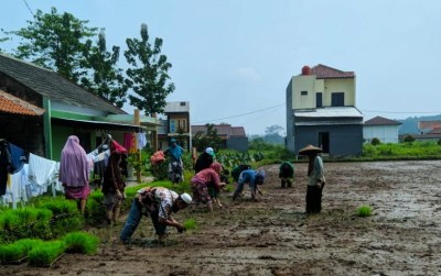uploads/news/2020/01/kota-bogor-tanam-padi-497518535bbbae3_400.jpg