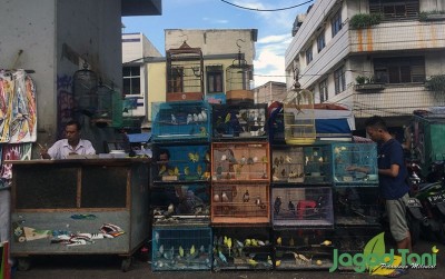 uploads/news/2020/01/menengok-pasar-burung-kebayoran-7051791939650d7_400.jpeg
