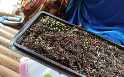 uploads/news/2020/01/mengenal-mikro-green-house-480620aeb96ec7b_400.jpeg