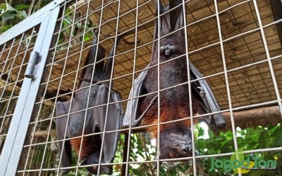 uploads/news/2020/01/misteri-kehidupan-kelelawar-63955ea571676ce_400.jpeg