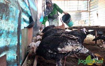 uploads/news/2020/01/peluang-emas-ternak-ayam-7979507b6b4f6d7_400.jpeg