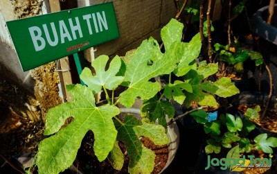 uploads/news/2020/01/rahasia-tabulampot-buah-tin-16225304554c710_400.jpg
