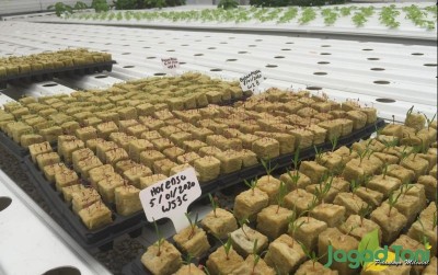 uploads/news/2020/01/rockwool-media-tanam-yang-111117047096d02_400.jpeg