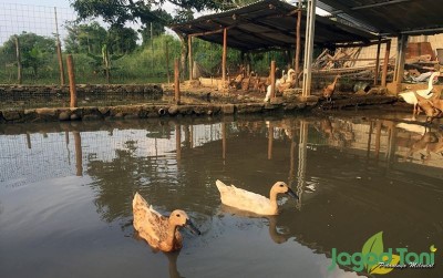 uploads/news/2020/02/asyiknya-beternak-bebek-petelur-40635579d454d2e_400.jpeg