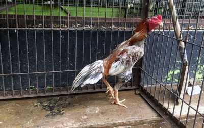 uploads/news/2020/02/ayam-bangkok-ayam-kebanggaan-62522b36eea2bad_400.jpeg