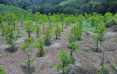 uploads/news/2020/02/bateng-galakkan-potensi-pohon-351838df354c9e5_400.jpg