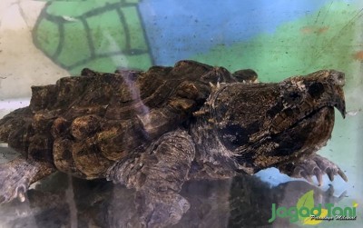 uploads/news/2020/02/berkenalan-dengan-kura-kura-aligator-99110437099afbe_400.jpg