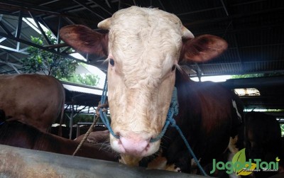uploads/news/2020/02/bertemu-sapi-metal-dari-32369dc6101070f_400.jpg