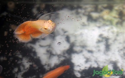 uploads/news/2020/02/cantiknya-ikan-oscar-albino-716063989f05677_400.JPG