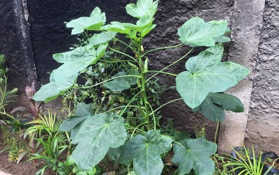 uploads/news/2020/02/daun-jarak-atasi-sakit-9383114853822bf_400.jpeg