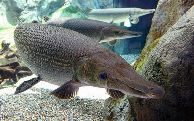 uploads/news/2020/02/ganasnya-ikan-aligator-bolehkah-228955907579d28_400.jpg