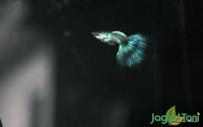uploads/news/2020/02/gemerlap-guppy-snake-skin-528978b2fca7cda_400.JPG
