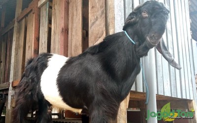 uploads/news/2020/02/kambing-kendit-si-unik-49516e4c1874002_400.jpg