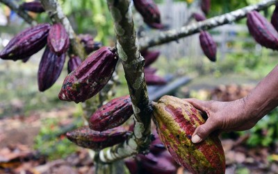 uploads/news/2020/02/kebangkitan-cokelat-emas-ransiki-756931e7be02a2c_400.jpg