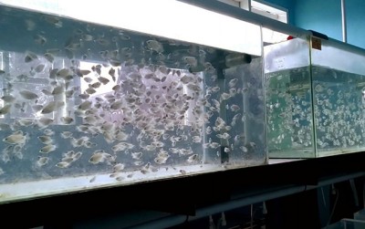 uploads/news/2020/02/kembangkan-bibit-ikan-dengan-934451f618872cc_400.jpeg