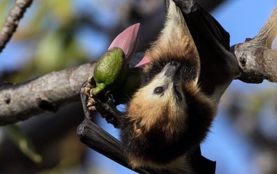 uploads/news/2020/02/ketika-kelelawar-berdamai-dengan-955832890b42c88_400.jpg