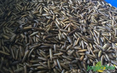 uploads/news/2020/02/larva-kering-pakan-tahan-763912ea2304cd8_400.jpeg