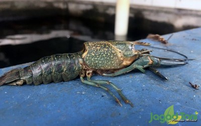 uploads/news/2020/02/memahami-moulting-lobster-air-304439c3903d9ee_400.jpeg