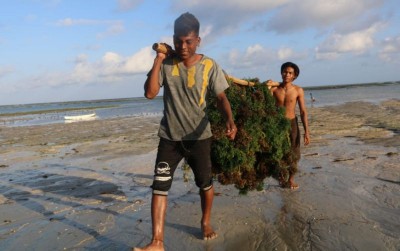 uploads/news/2020/02/mendorong-komoditas-rumput-laut-522325659e10d7a_400.jpeg