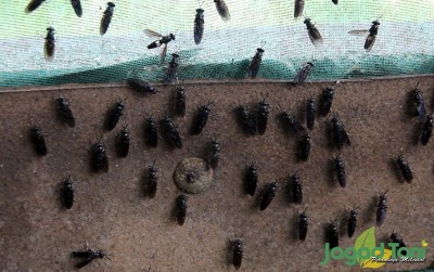uploads/news/2020/02/metamorfosis-lalat-di-pinggiran-99759d19b3614a5_400.jpg