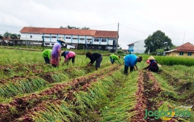 uploads/news/2020/02/panen-bawang-merah-kota-274542b159d4042_400.jpg