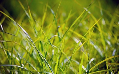 uploads/news/2020/02/peluang-besar-menanam-vetiver-886199f7df9cee5_400.jpeg
