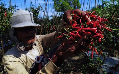uploads/news/2020/02/petani-cabai-palu-gunakan-17322175e474c0c_400.jpg